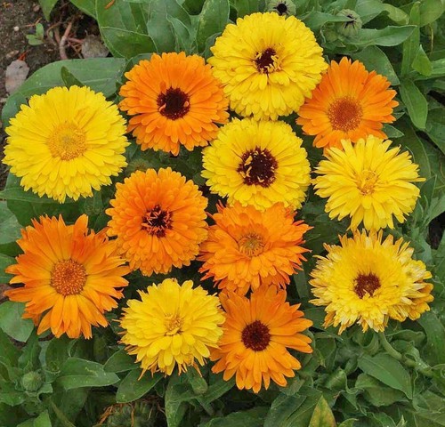Calendula seёds 100 - seёds,100,