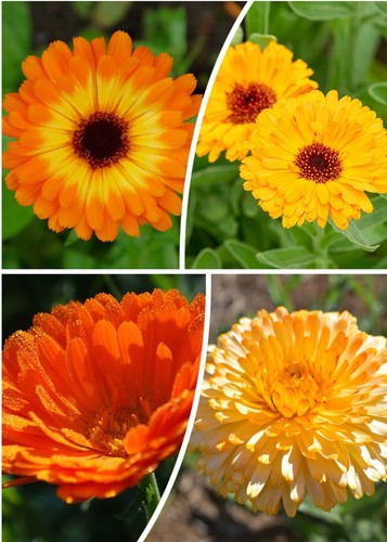 200 pcs calendula pacific - 200,